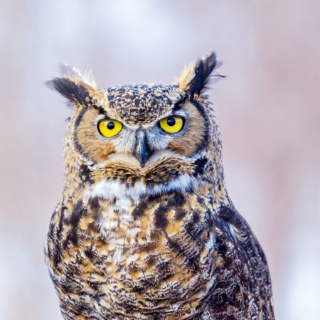 The great horned , also known as the tiger or the hoot owl, is a large bird native to the Americas. It is an extremely adaptable bird with vast range and is the most widely distributed true owl